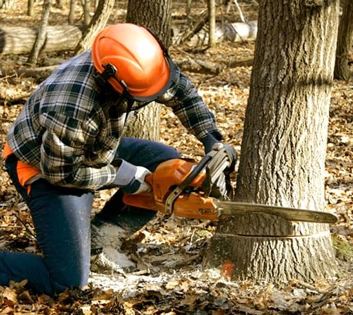 Tree Removal in Bridger, MT